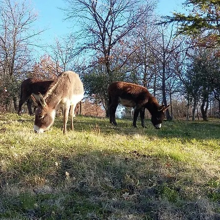 La Tenuta Del Giglio * Tavullia